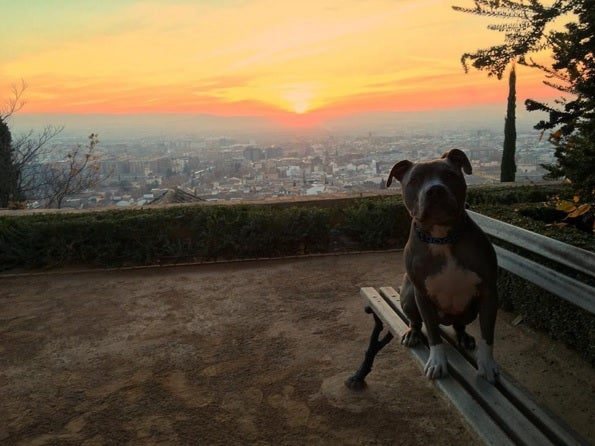 El &#039;encantador de perros&#039; disfruta de la Navidad en Granada