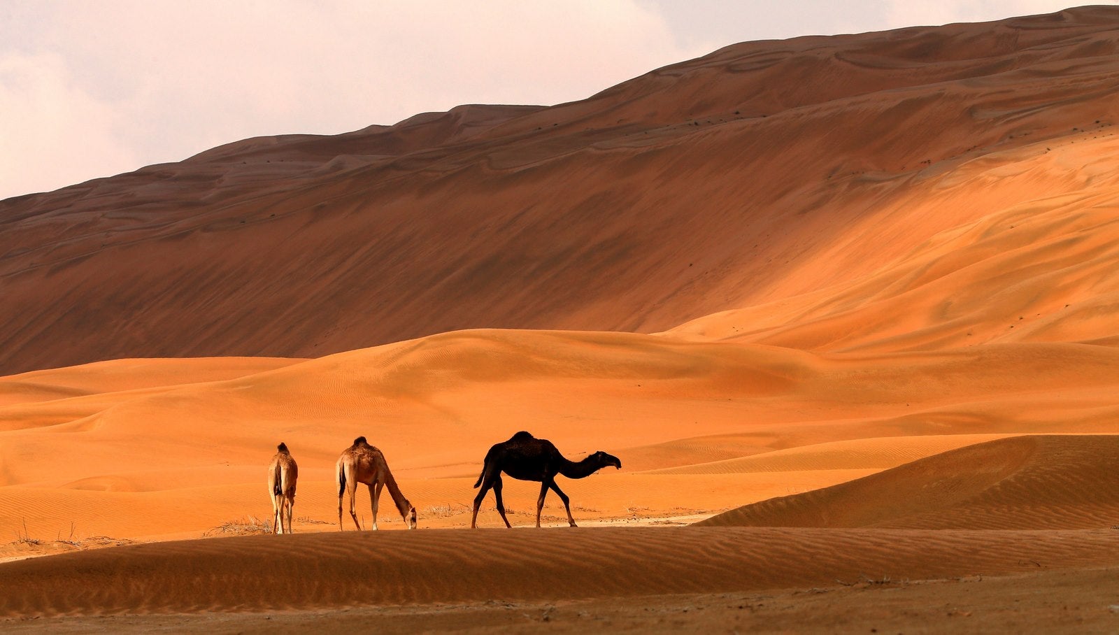 Caravana de camellos que cruzan el Liwa Oasis, al suroeste de la capital emiratí, Abu Dhabi.