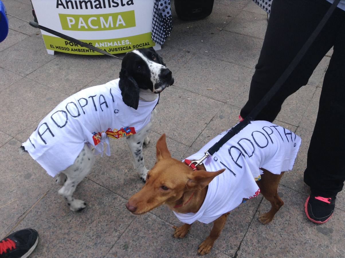 Más de 550 perros participan en la I Marcha Perrestre en defensa de la adopción