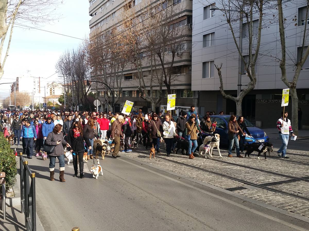 Más de 550 perros participan en la I Marcha Perrestre en defensa de la adopción