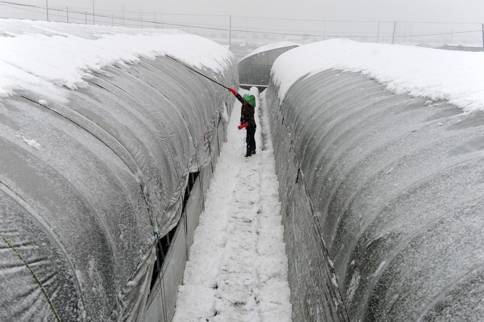 Una mujer quita nieve en la parte superior de un invernadero en medio de fuertes nevadas en Dongyang, provincia oriental china de Zhejiang.