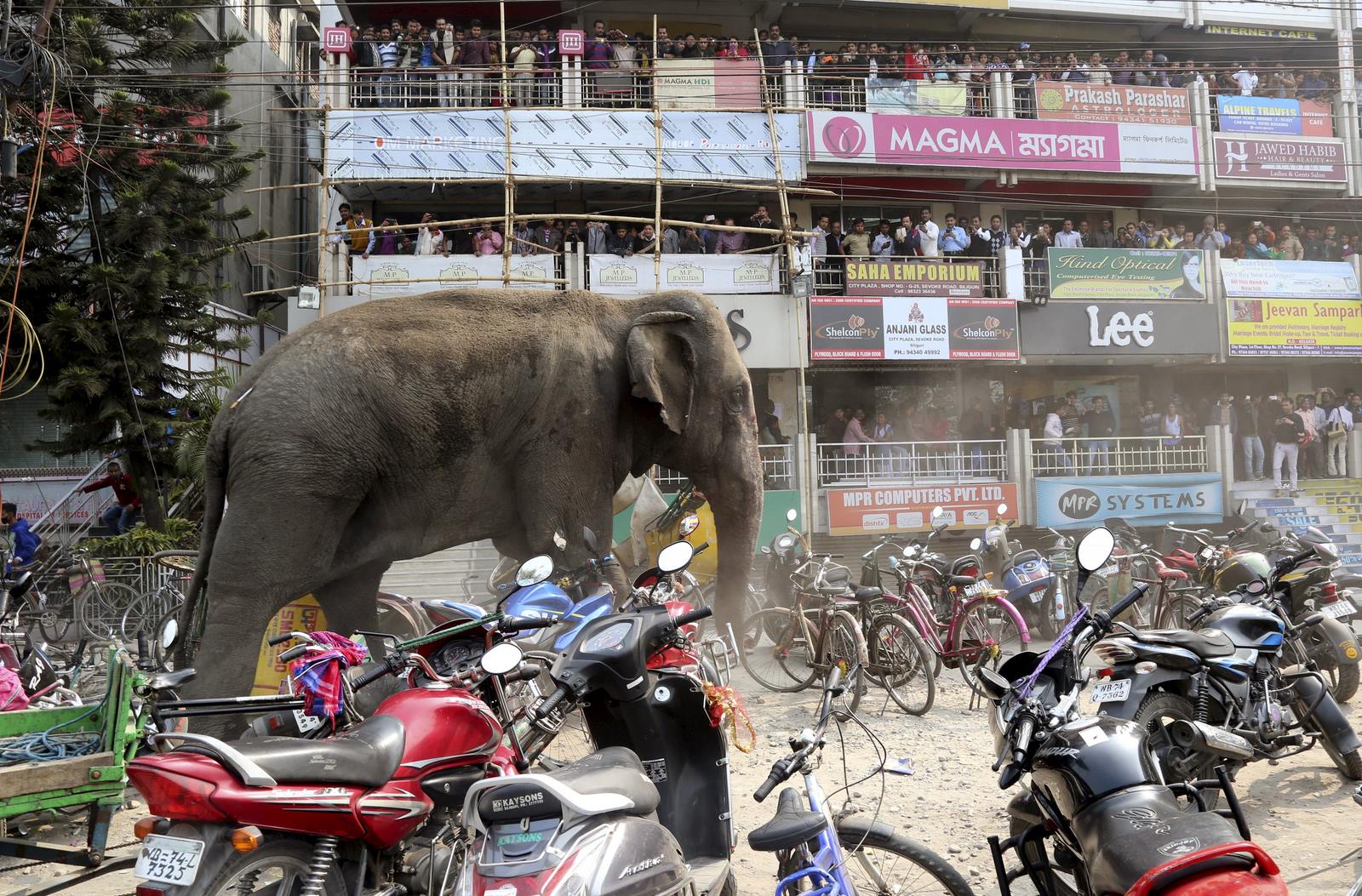 Un salvaje elefante se mueve a través de una calle estacionado con motos y bicicletas después de haber sido tranquilizado en Siliguri, India.