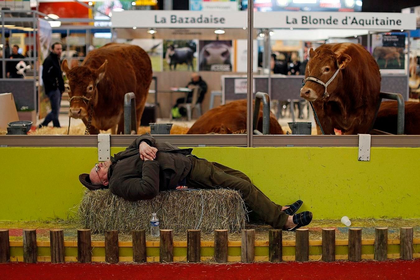 Un agricultor duerme cerca de las vacas en el Salón Internacional de la Agricultura en París, Francia.