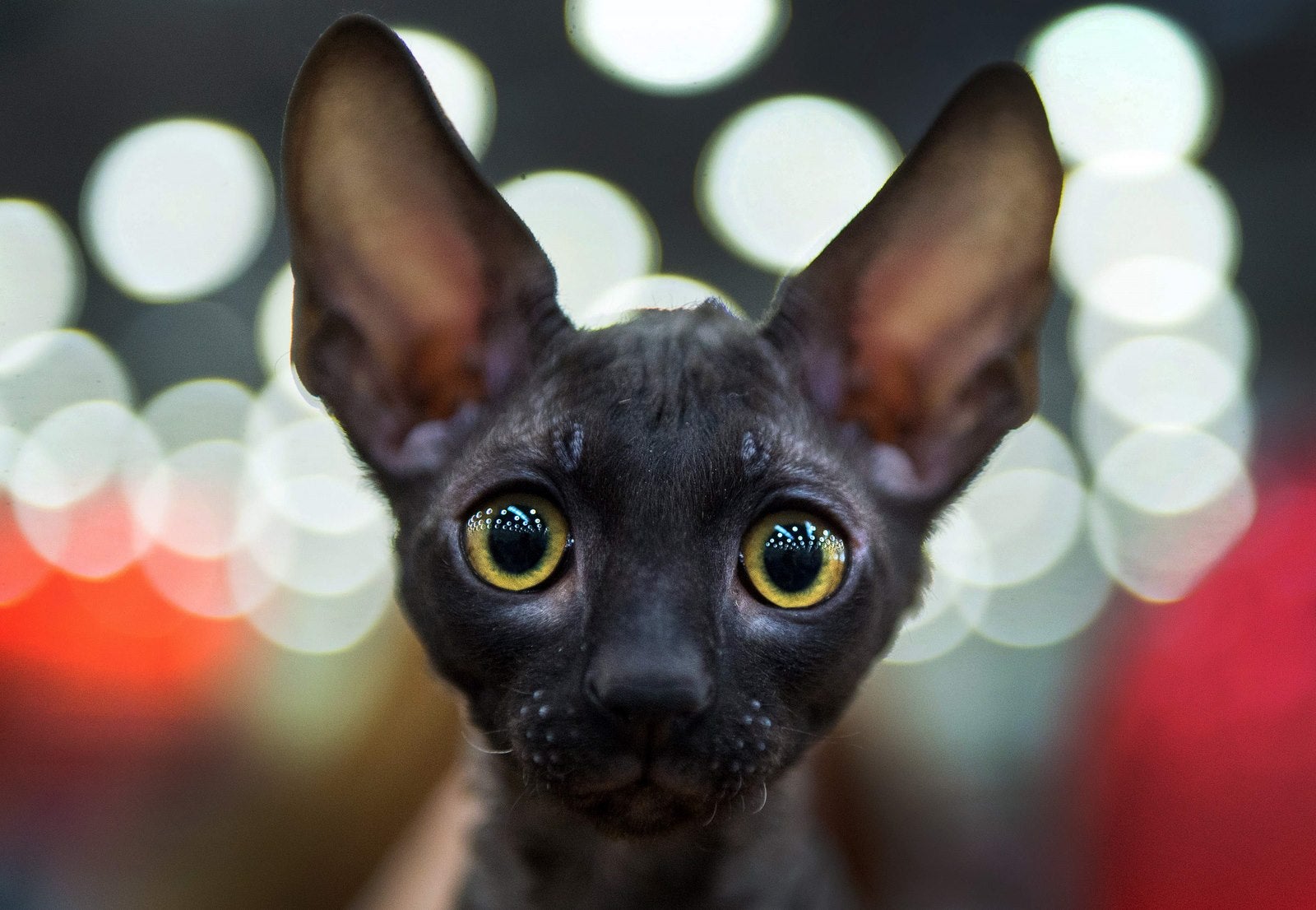 Un gato de raza Cornish Rex en la Exposición Internacional de 2016 Catsburg en Moscú.