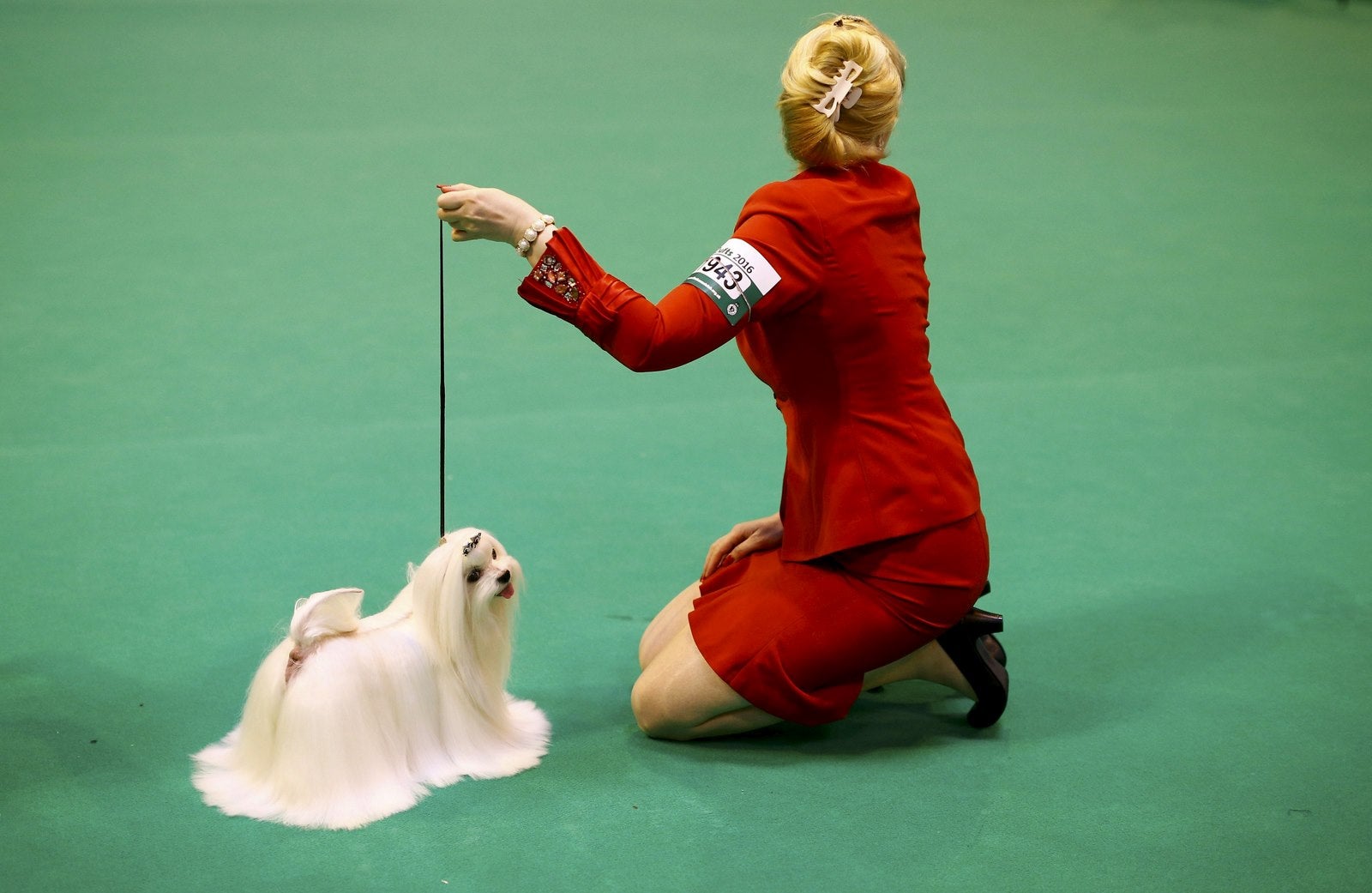 Un manejador muestra un maltés durante el primer día de la Crufts Dog Show en Birmingham, Reino Unido.