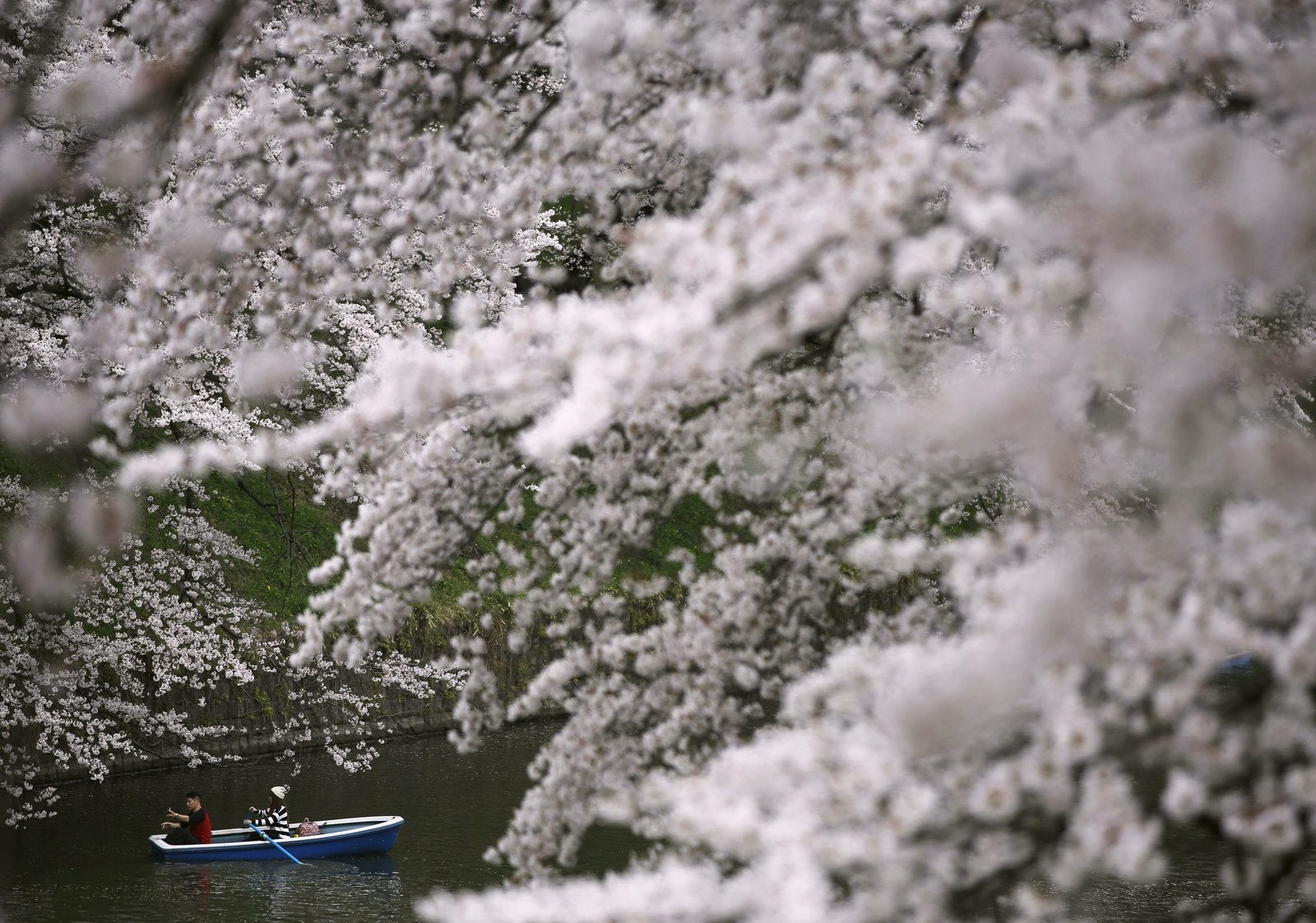 De paseo en barco en Chidorigafuchi, durante la temporada de primavera en Tokio, Japón
