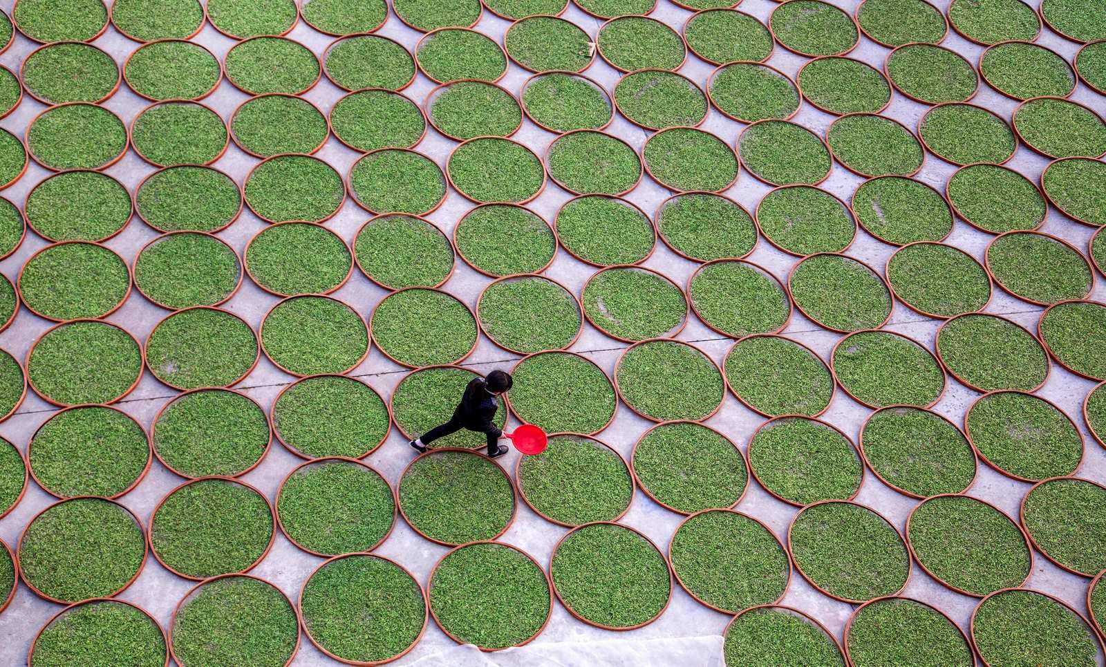 Una mujer camina por un patio con las hojas de té secándose en Dening, provincia de Fujian, China