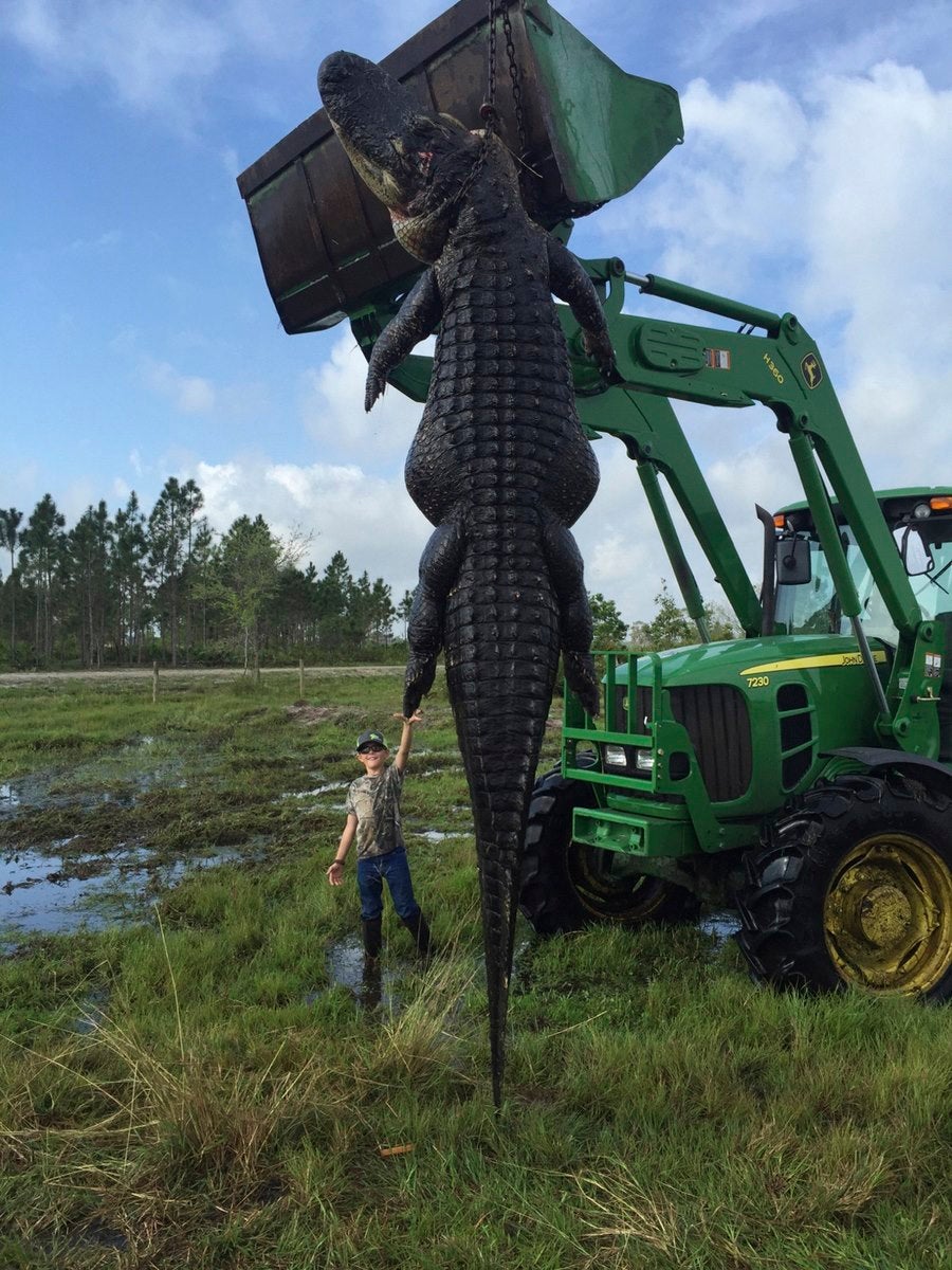 Mason Lightsey de nueve años de edad con un cocodrilo gigante de 363 kg capturado en la granja de su padre Lee Lightsey en Venus, Florida
