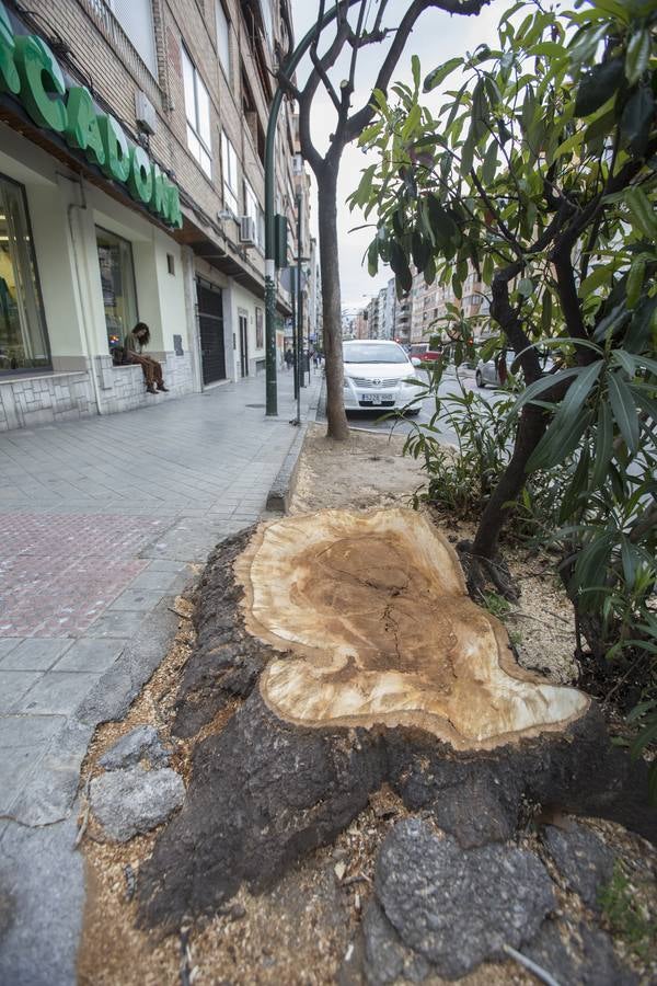 El Camino de Ronda quiere volver a ser verde