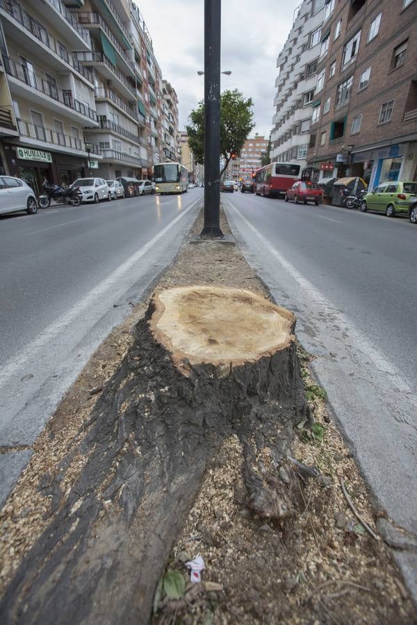 El Camino de Ronda quiere volver a ser verde