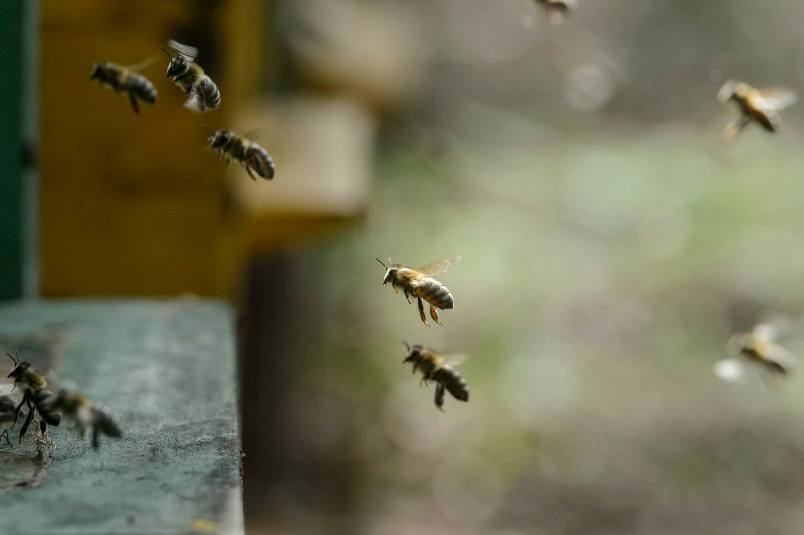 Abejas vuelan a su colmena en una granja en Kal, a unos 105km de Budapest (Hungría). La temporada de apicultura comienza a finales de abril de Hungría
