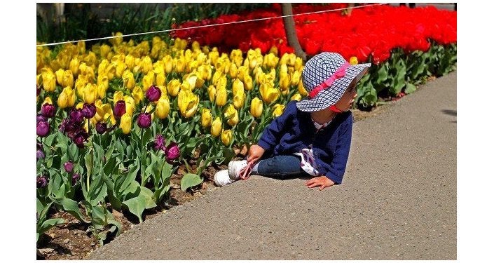 Planta cada año 30.000 tulipanes para recordar a su madre fallecida