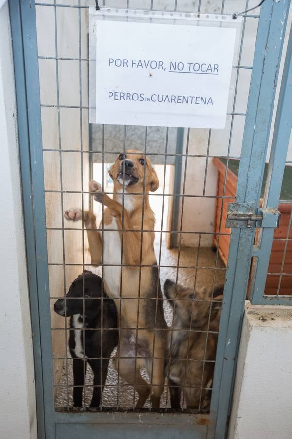 La Protectora de Animales de Granada cierra por primera vez en 70 años