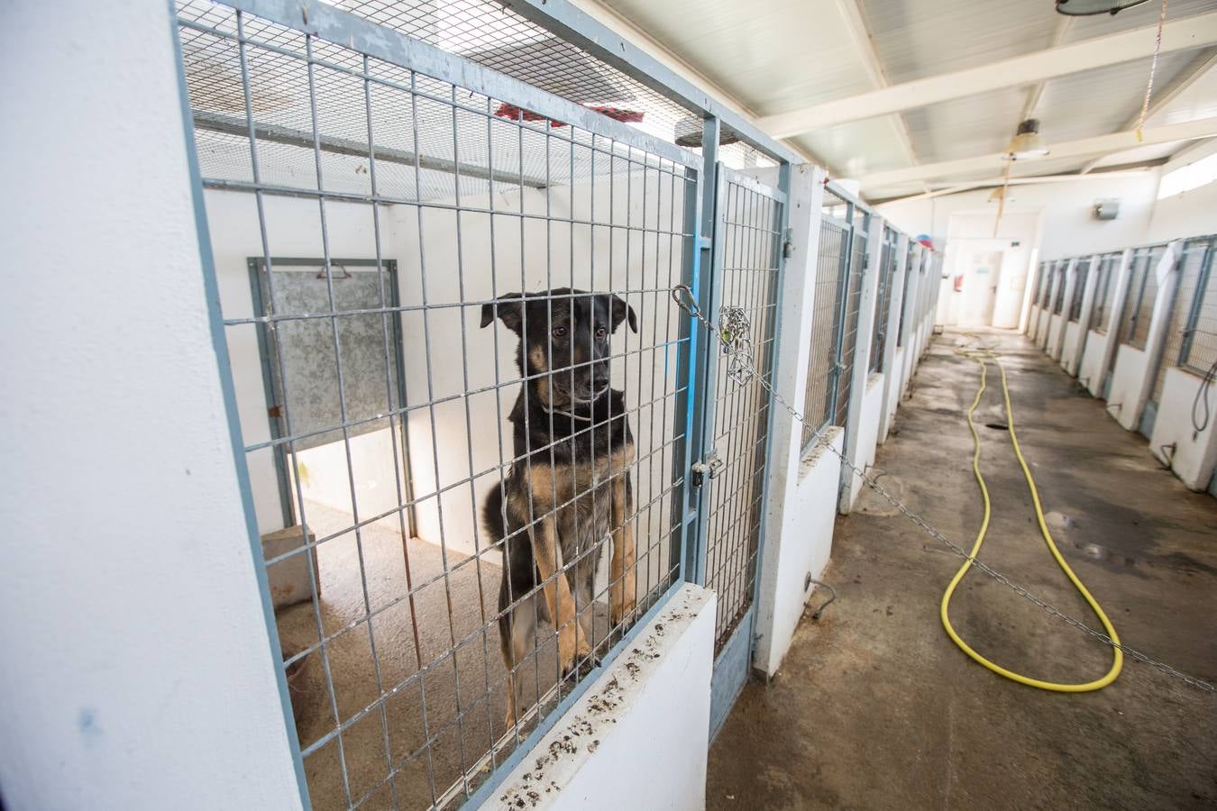 La Protectora de Animales de Granada cierra por primera vez en 70 años