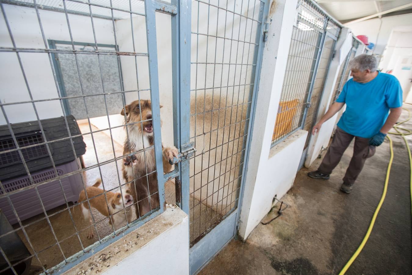 La Protectora de Animales de Granada cierra por primera vez en 70 años