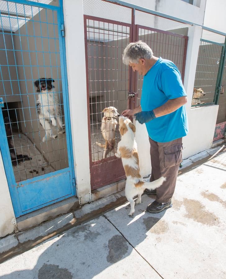 La Protectora de Animales de Granada cierra por primera vez en 70 años