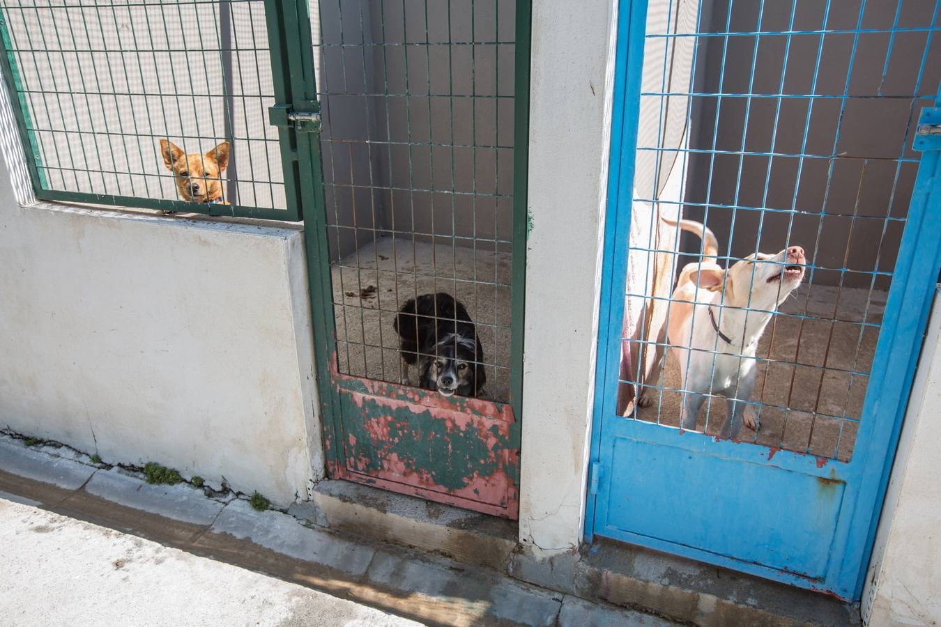 La Protectora de Animales de Granada cierra por primera vez en 70 años
