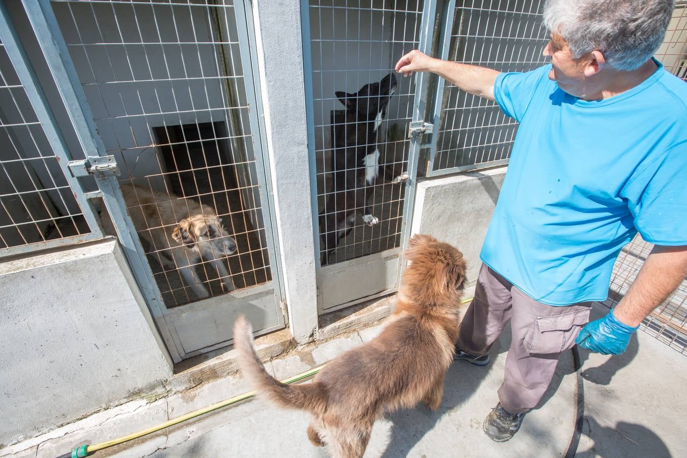 La Protectora de Animales de Granada cierra por primera vez en 70 años