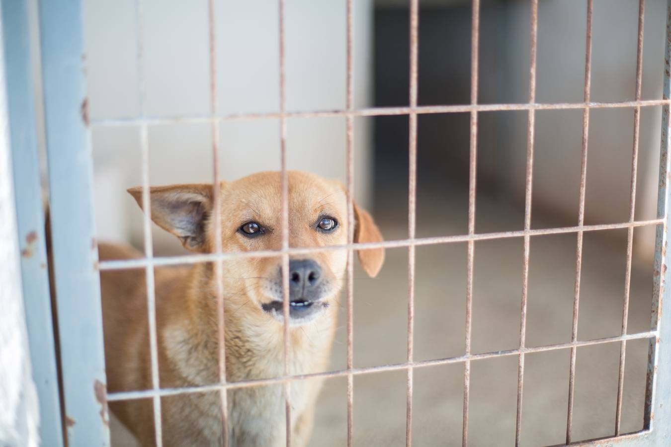 La Protectora de Animales de Granada cierra por primera vez en 70 años