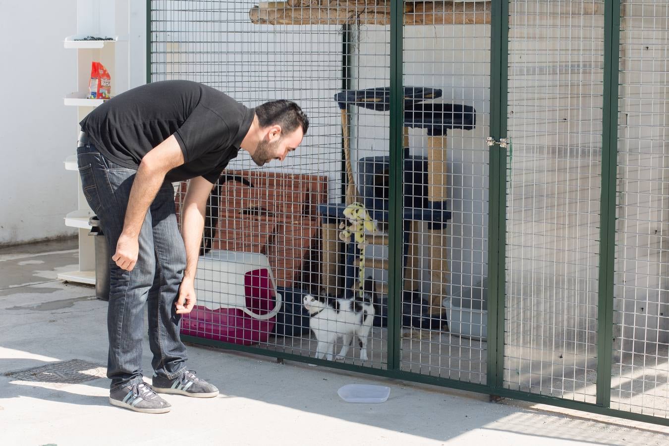 La Protectora de Animales de Granada cierra por primera vez en 70 años