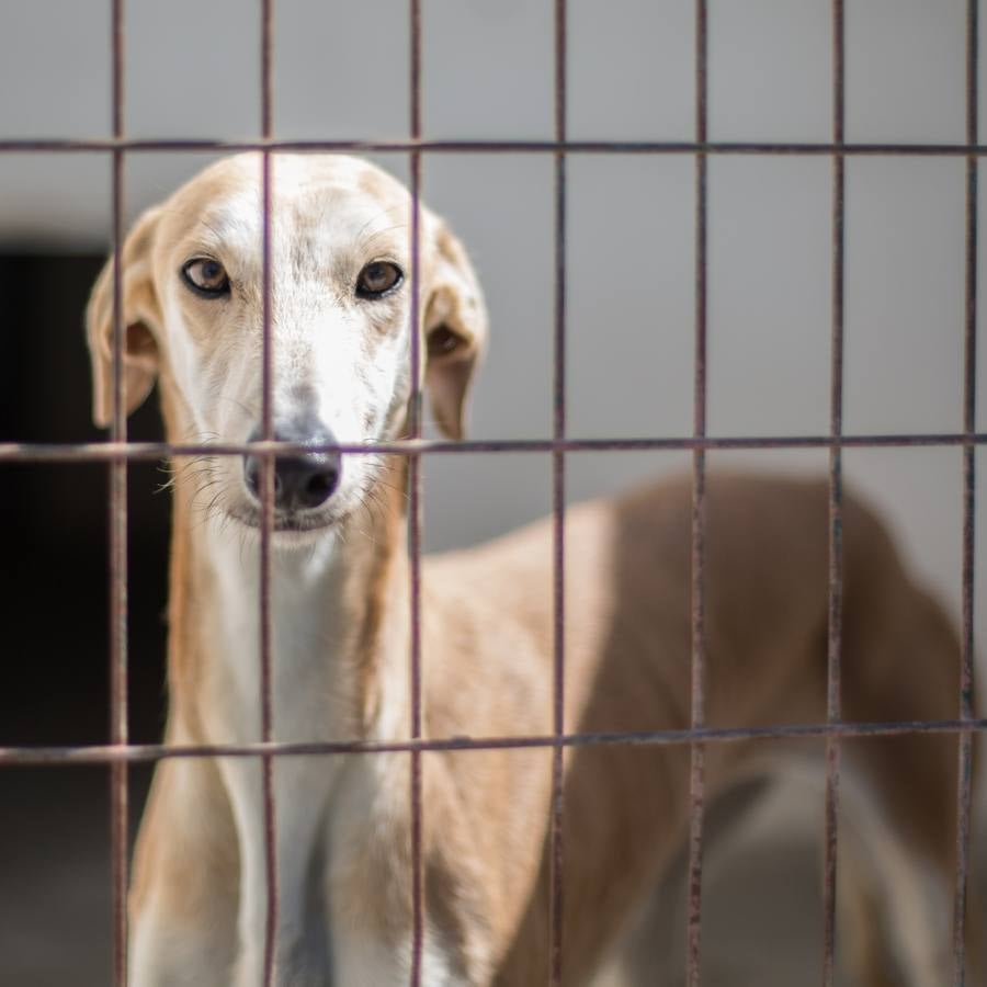 La Protectora de Animales de Granada cierra por primera vez en 70 años