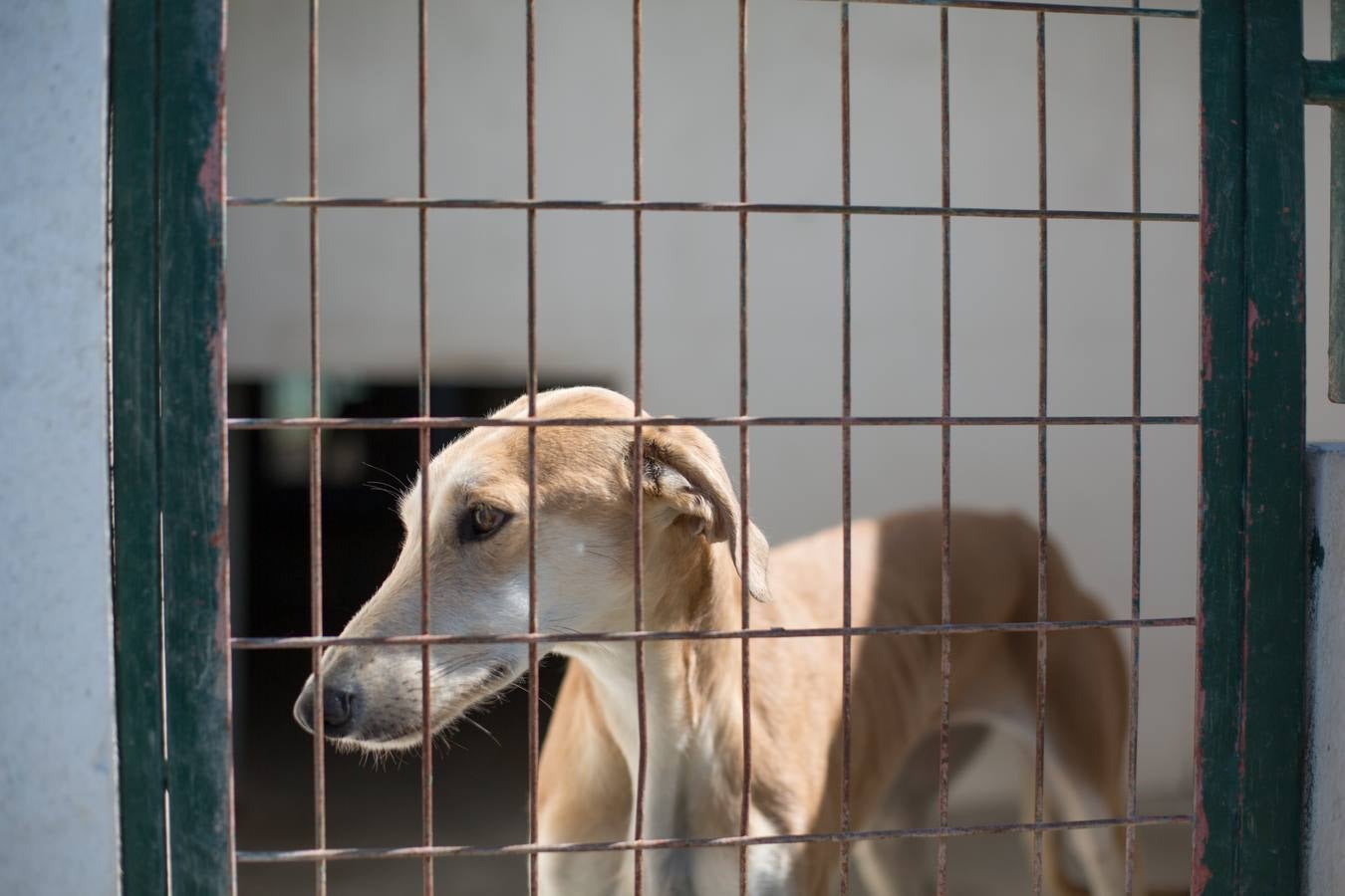 La Protectora de Animales de Granada cierra por primera vez en 70 años