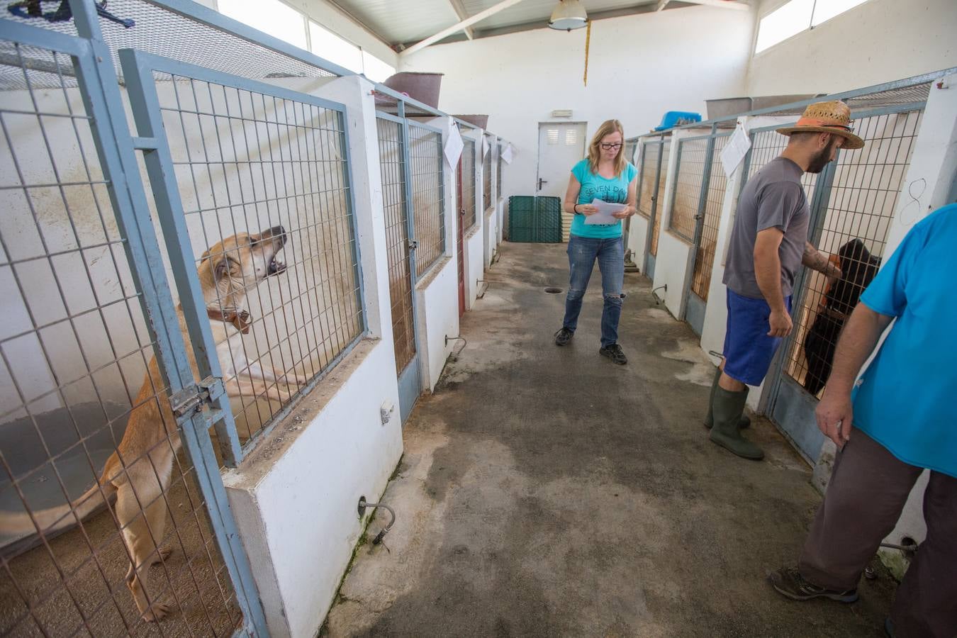 La Protectora de Animales de Granada cierra por primera vez en 70 años