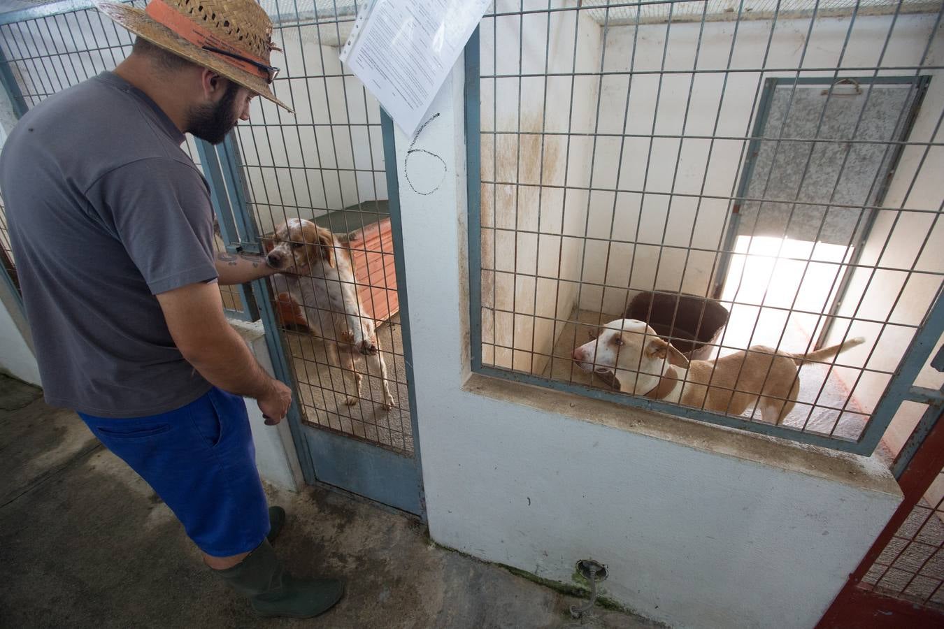 La Protectora de Animales de Granada cierra por primera vez en 70 años
