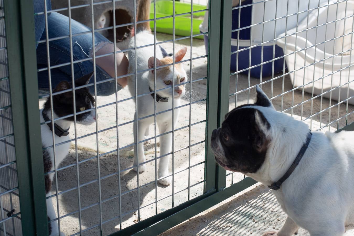 La Protectora de Animales de Granada cierra por primera vez en 70 años
