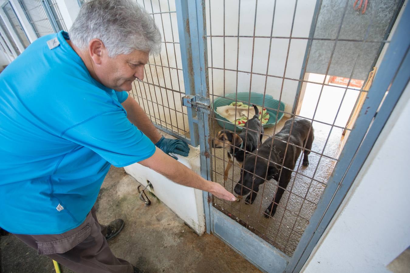 La Protectora de Animales de Granada cierra por primera vez en 70 años