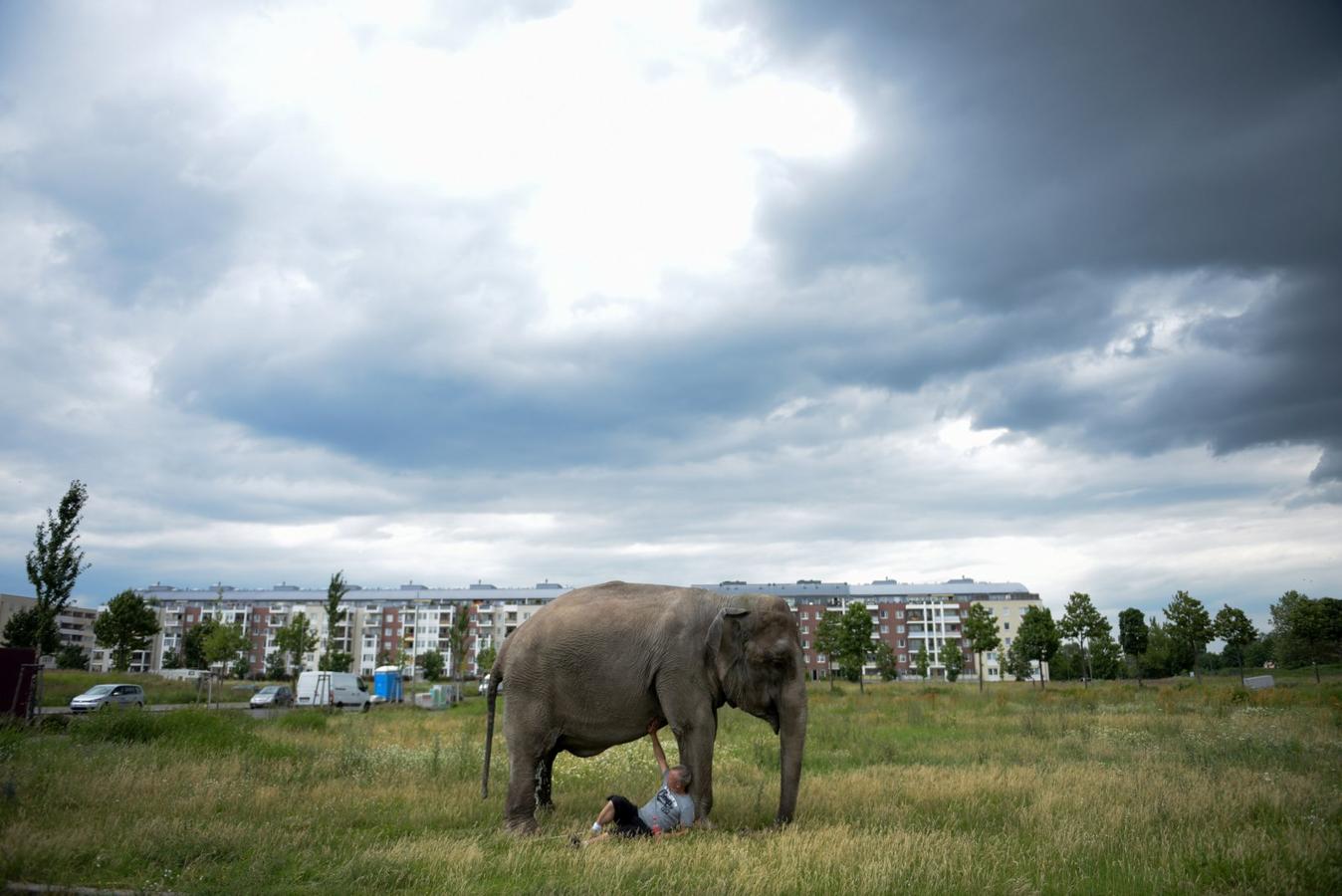 Elefante Maja del Circo Busch en su diario caminar con el Circo ringmaster Hardy Scholl en las calles de Berlín en Berlín, Alemania