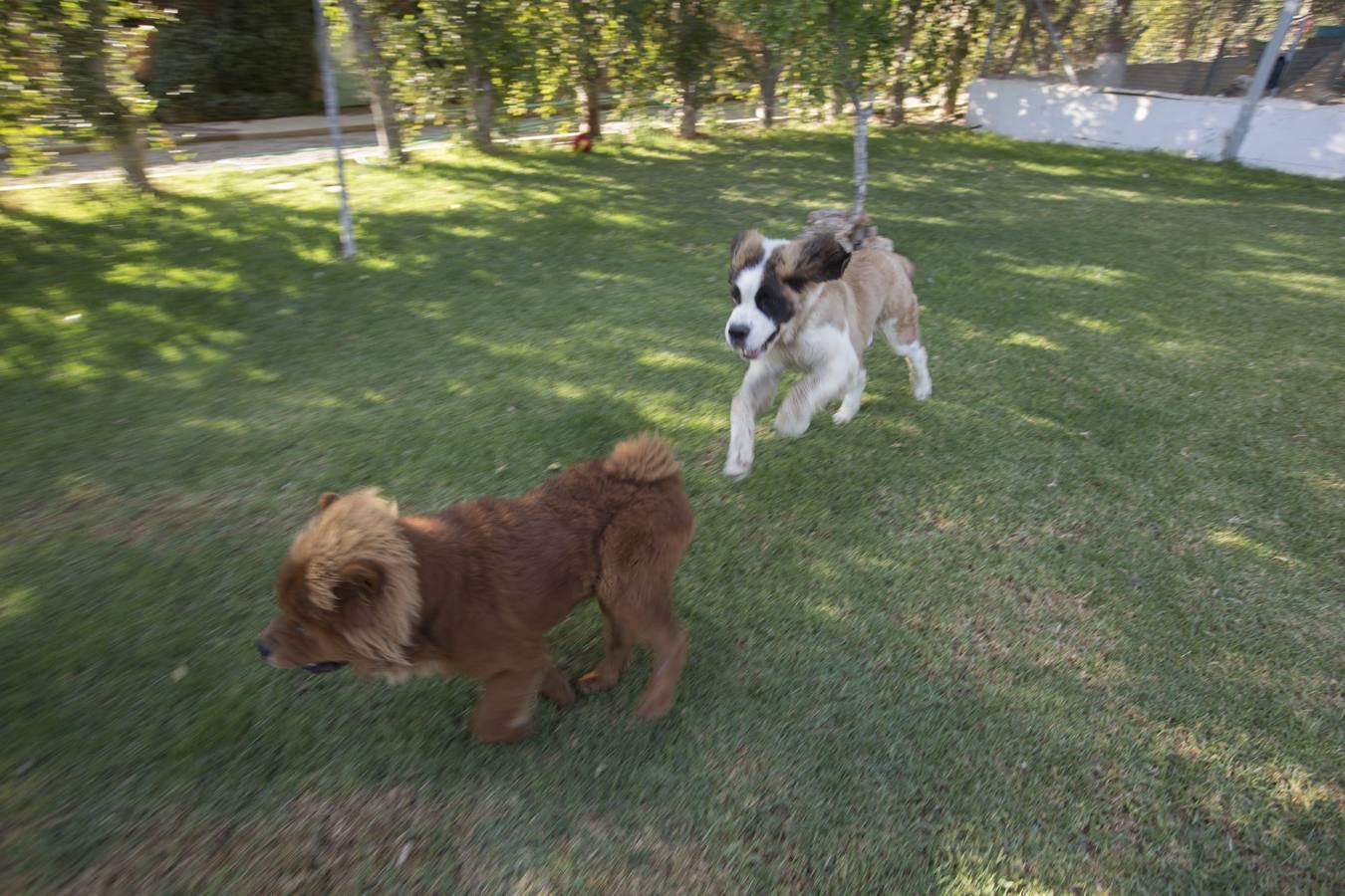 De vacaciones perrunas