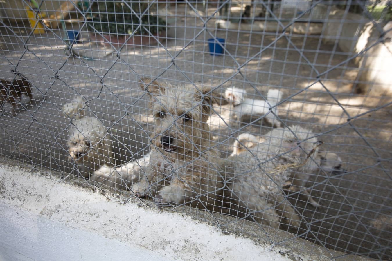 De vacaciones perrunas