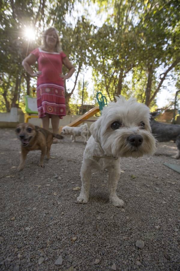 De vacaciones perrunas