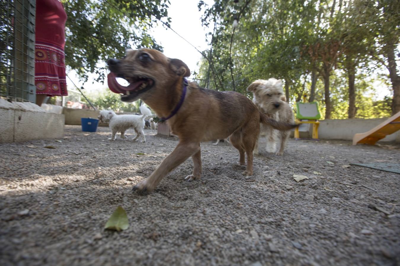 De vacaciones perrunas