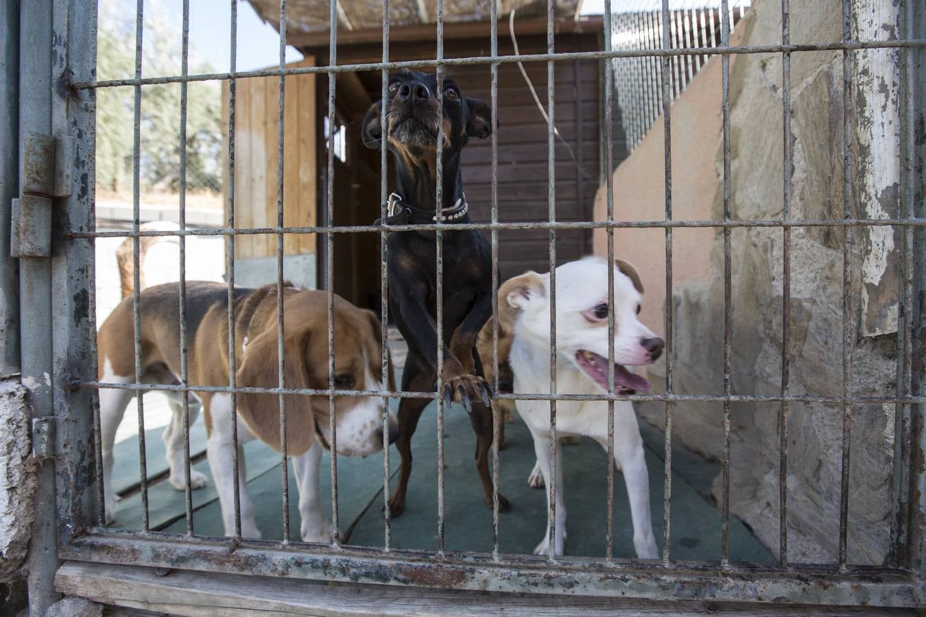 De vacaciones perrunas