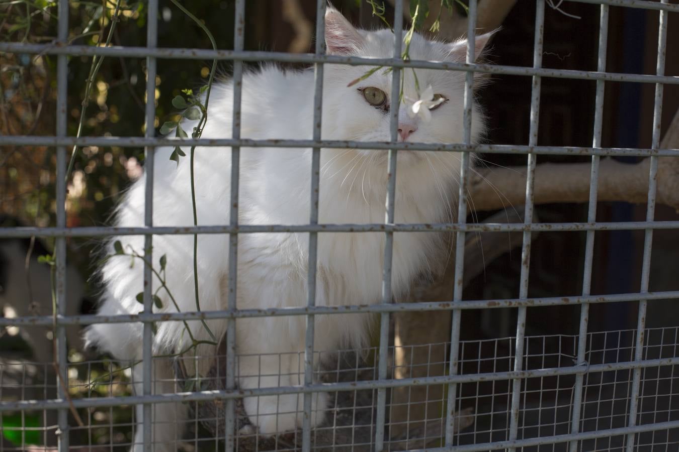De vacaciones perrunas