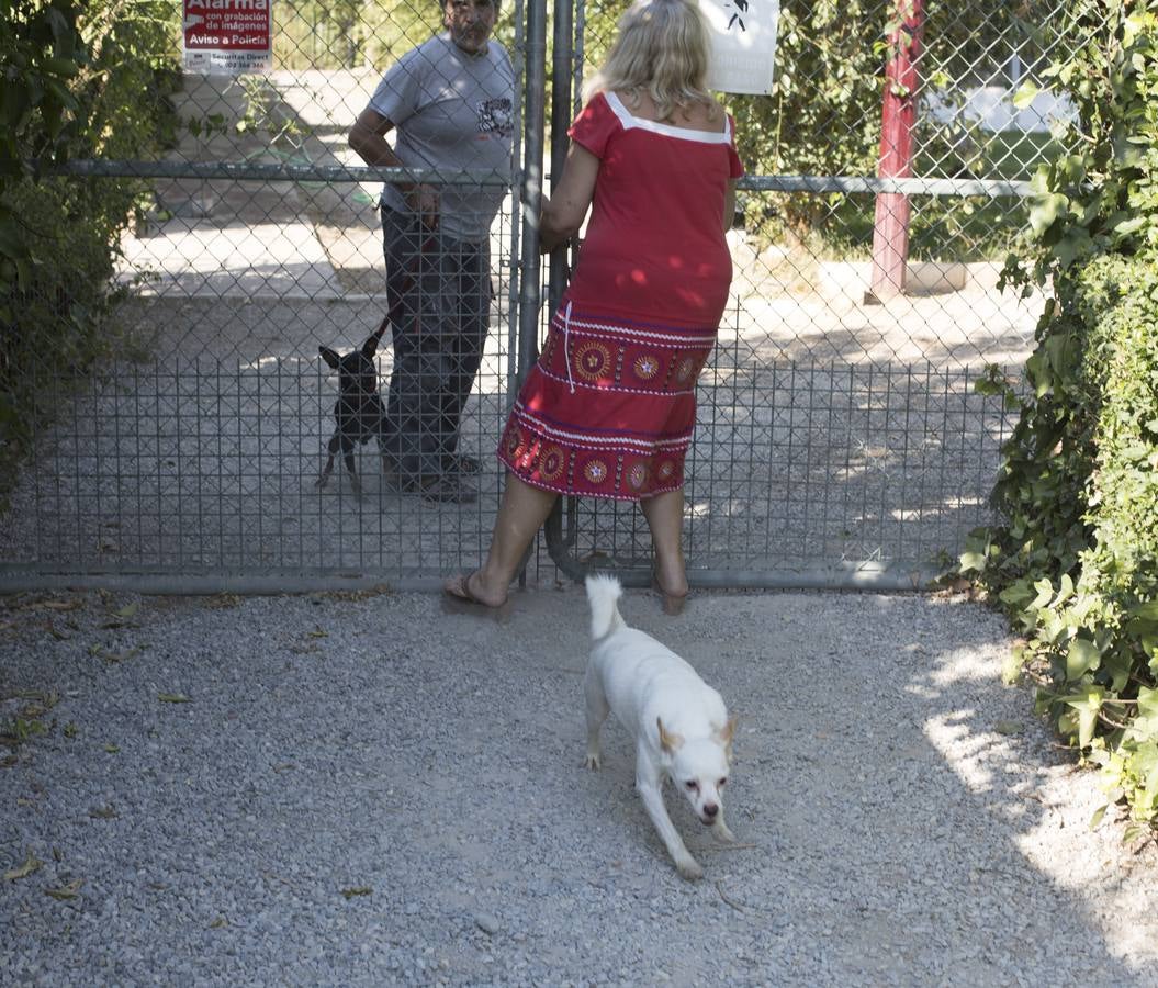 De vacaciones perrunas