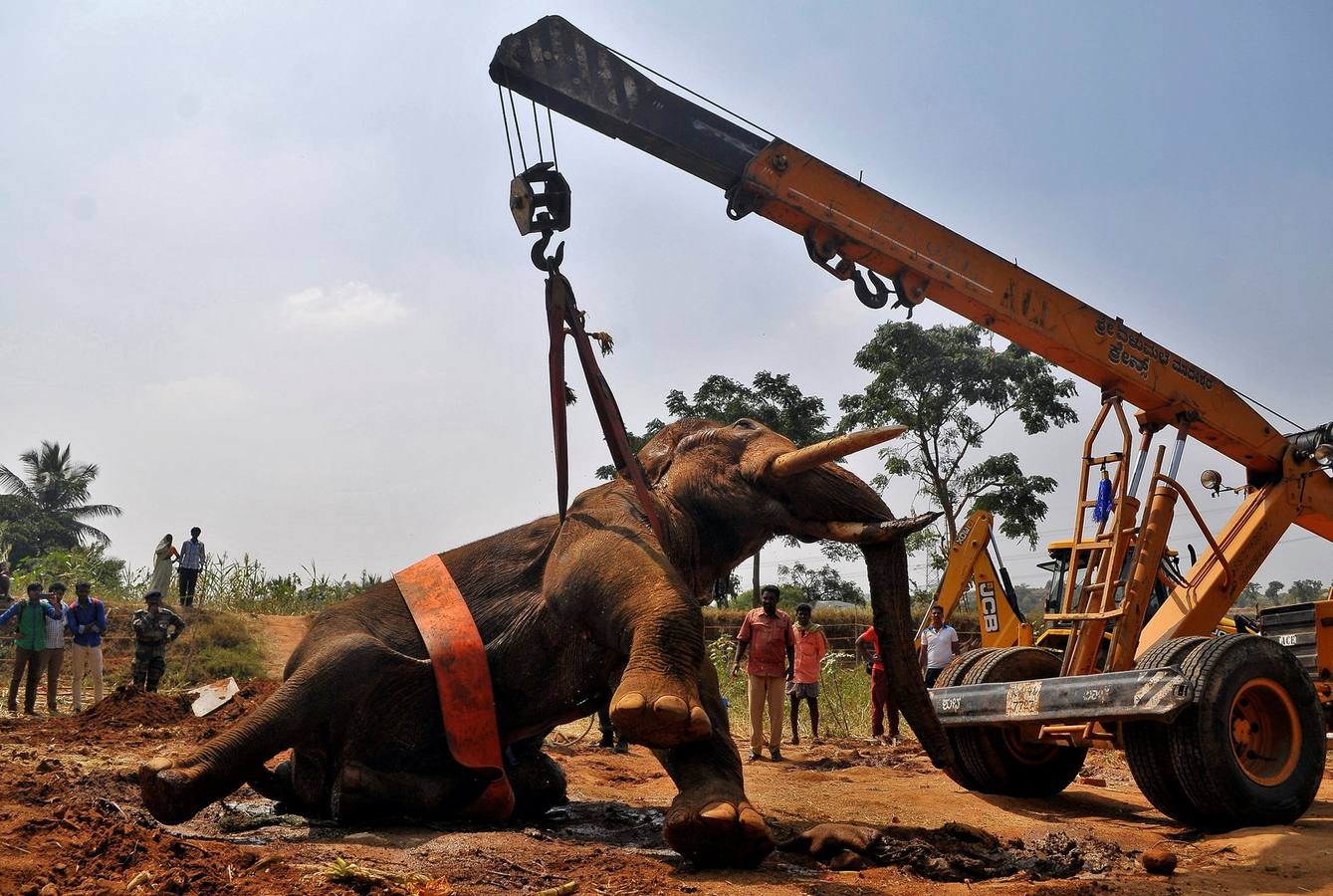 Los funcionarios forestales levantan a un elefante asiático lesionado que fracturó su pierna delantera derecha mientras era perseguido por los aldeanos, con la ayuda de una grúa para trasladarla a un centro de rehabilitación temporal en la aldea de Avverahalli en las afueras de Bangalore, India.