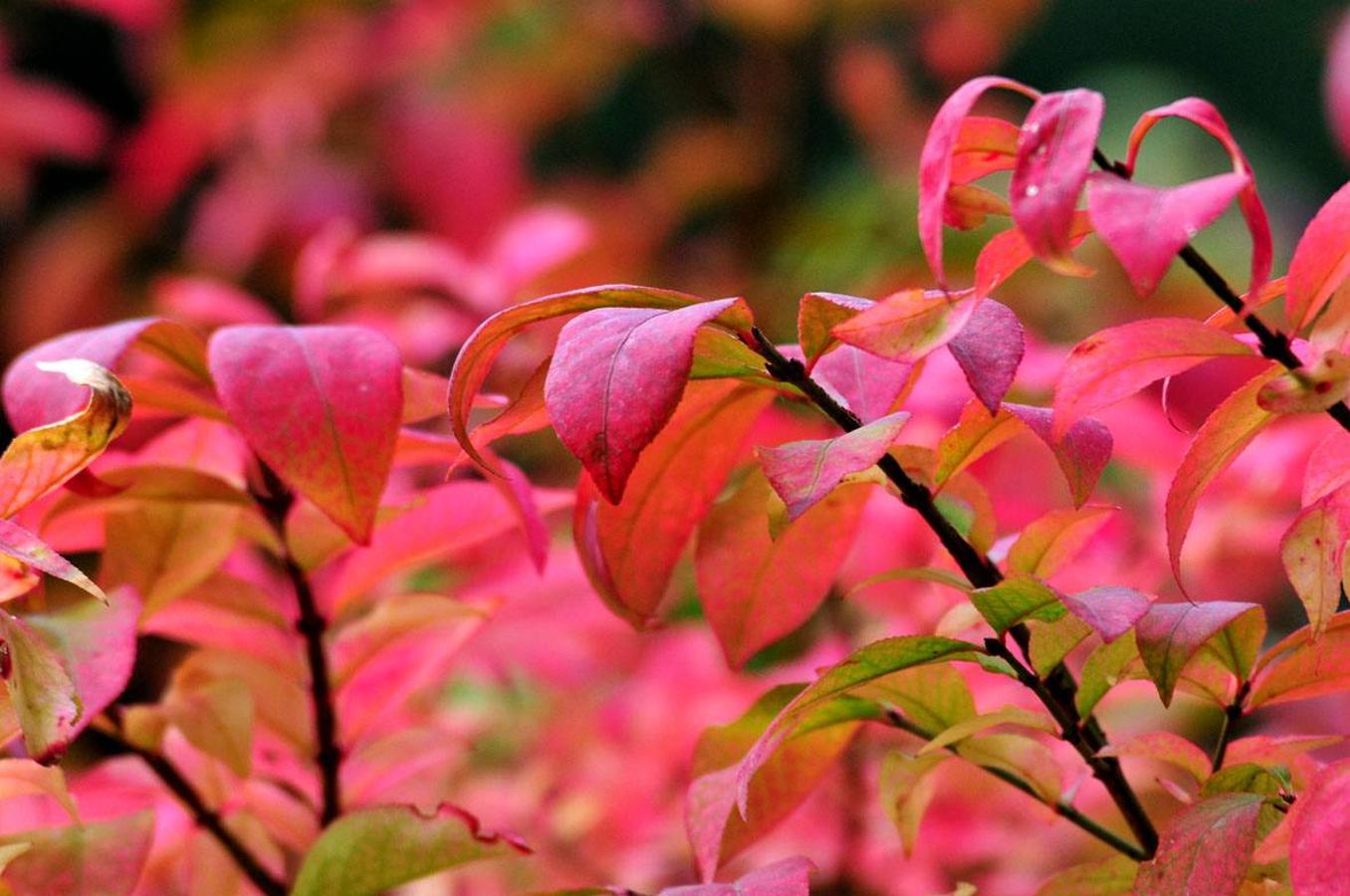 La belleza del otoño tardío