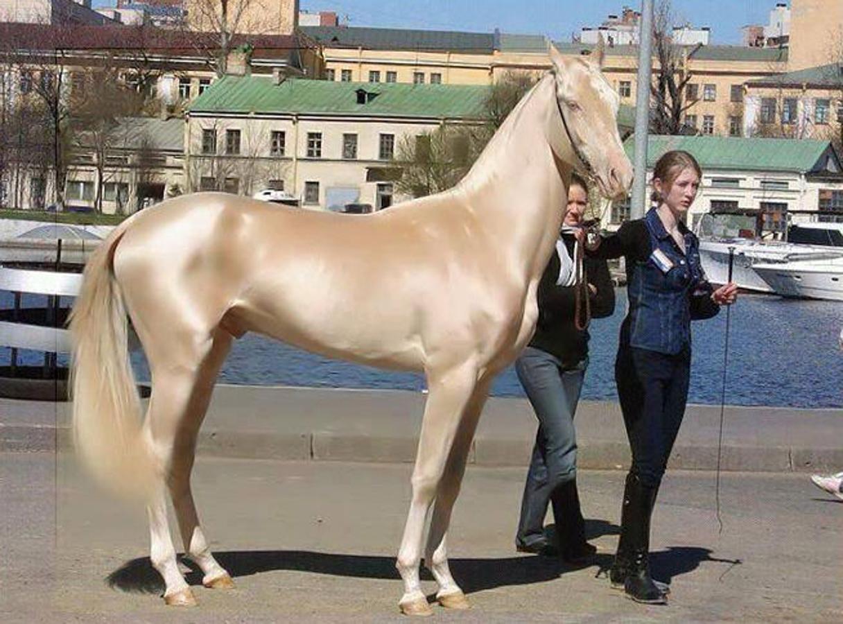 El &#039;caballo venido del cielo&#039; es el más bonito mundo: apenas quedan 1.000 ejemplares