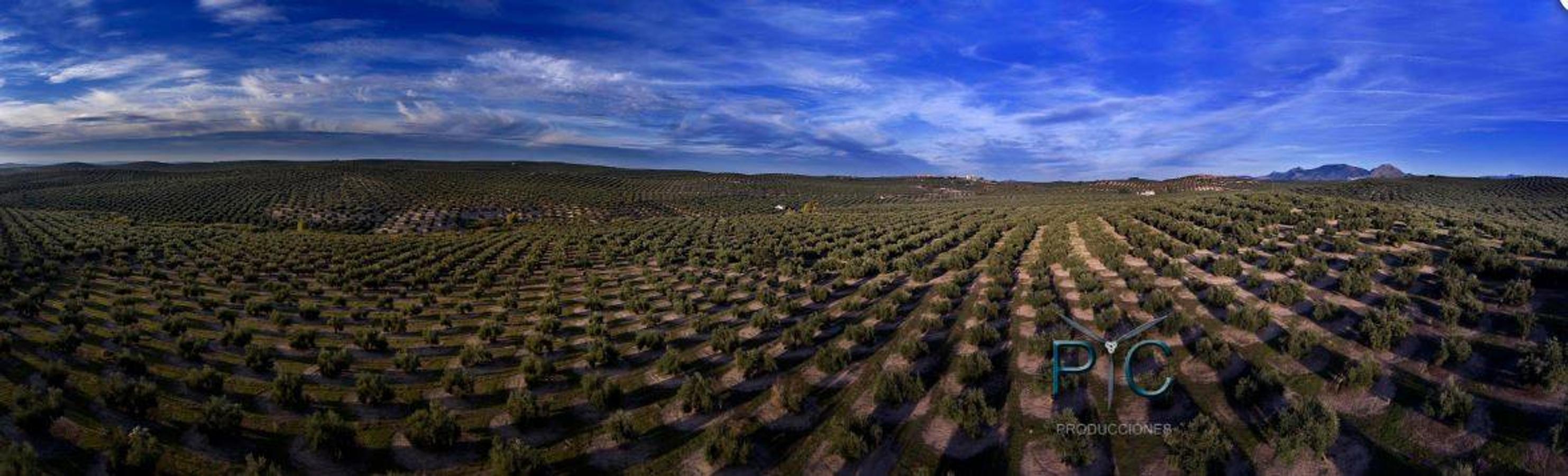 Olivar. Imagen de los olivos de la provincia para la promoción del aceite de oliva.