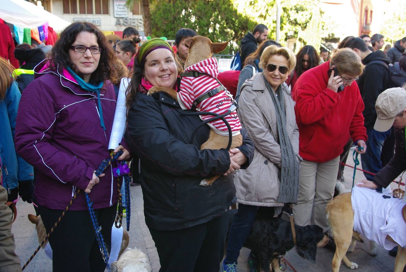 En busca de un hogar