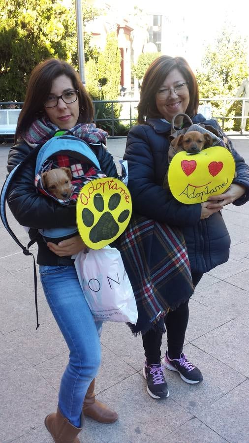 En busca de un hogar