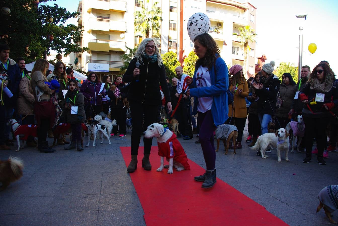 En busca de un hogar