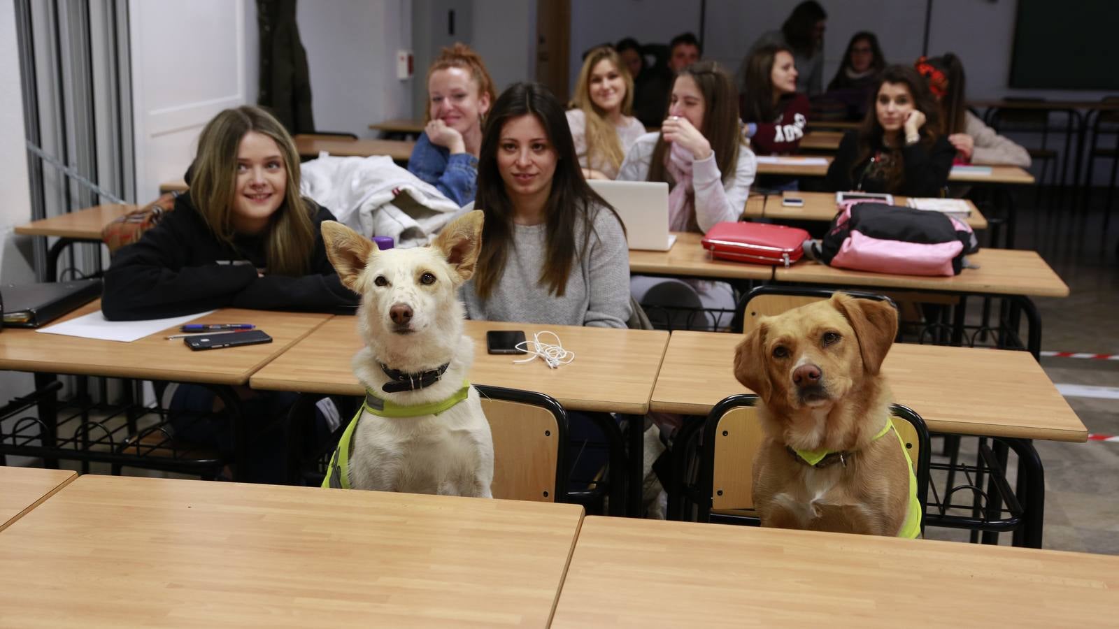 Los perros también &#039;enseñan&#039; en la UGR