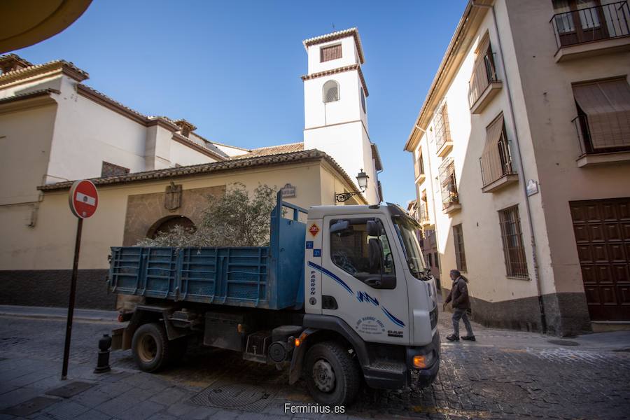 El olivo de &#039;El Huerto&#039;