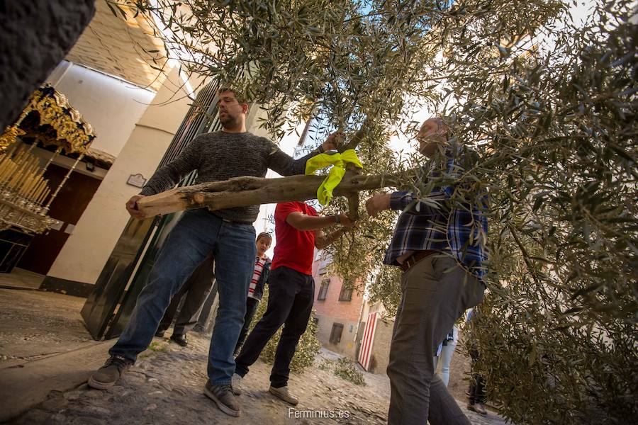 El olivo de &#039;El Huerto&#039;