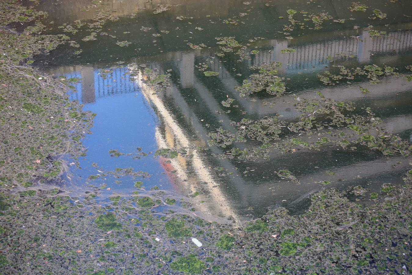 Un río de mosquitos y suciedad en Granada