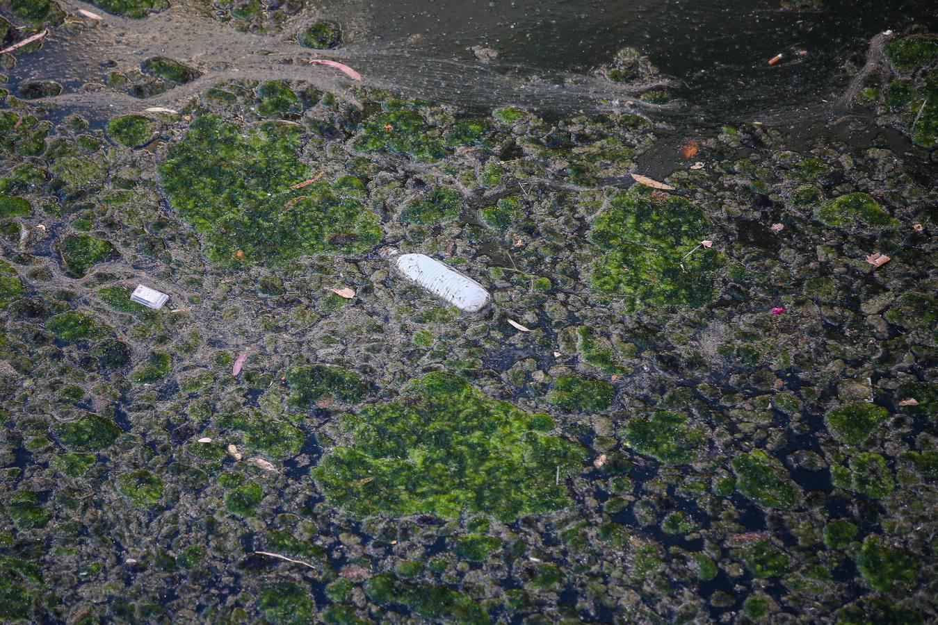 Un río de mosquitos y suciedad en Granada